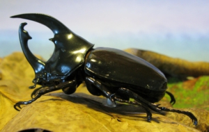 Atlas Beetle Wallpapers HD