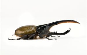 Atlas Beetle For Desktop