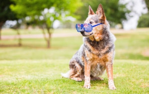 Australian Cattle Dog 4K