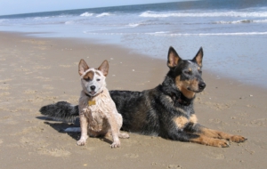 Australian Cattle Dog Background