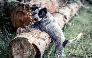 Australian Cattle Dog Desktop