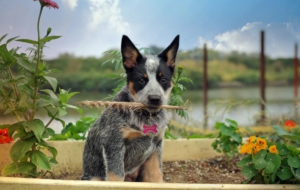 Australian Cattle Dog HD