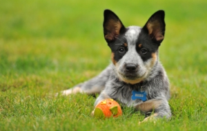 Australian Cattle Dog HD Background