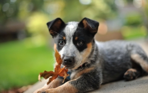 Australian Cattle Dog HD Desktop