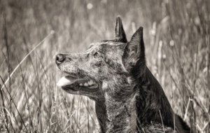 Australian Cattle Dog High Definition