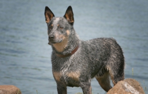 Australian Cattle Dog High Definition Wallpapers