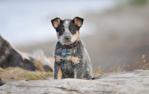 Australian Cattle Dog High Quality Wallpapers