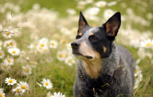 Australian Cattle Dog Images