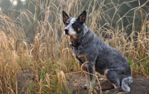 Australian Cattle Dog Photos