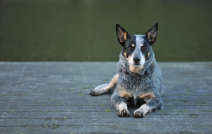 Australian Cattle Dog Pictures