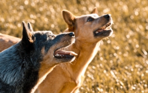 Australian Cattle Dog Wallpapers
