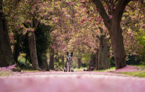 Australian Cattle Dog Wallpapers HQ