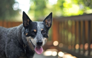 Australian Cattle Dog Widescreen