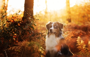 Australian Shepherd 4K