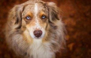 Australian Shepherd Desktop Images