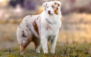 Australian Shepherd HD Wallpaper