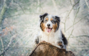 Australian Shepherd High Definition Wallpapers