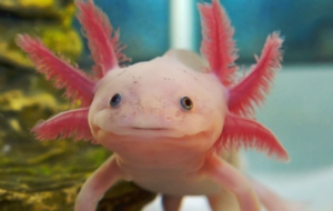 Axolotl 3254