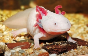 Axolotl 347