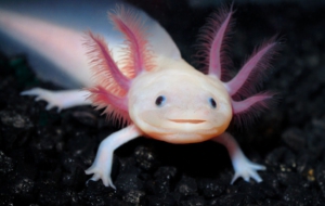 Axolotl 4902