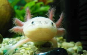 Axolotl 610