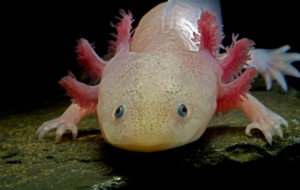 Axolotl 8478