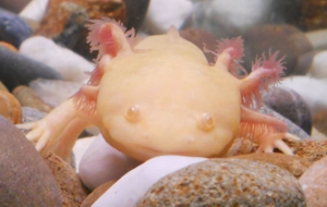 Axolotl 9068