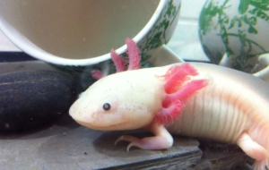 Axolotl Computer Wallpaper