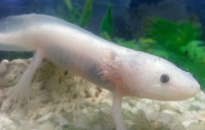 Axolotl HD Background