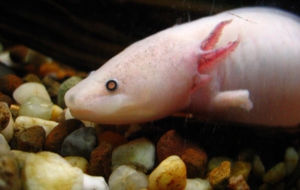 Axolotl HD Wallpaper