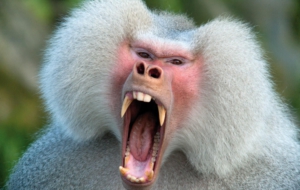 Baboon Desktop