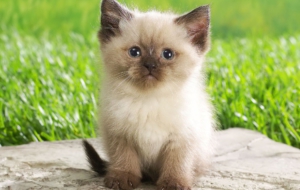 Baby Computer Wallpaper