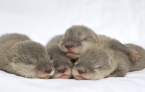 Baby High Definition