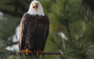 Bald Eagle Background