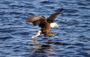 Bald Eagle Computer Backgrounds