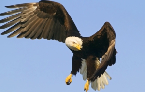Bald Eagle Desktop Images