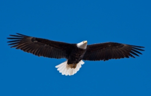 Bald Eagle Desktop Wallpaper