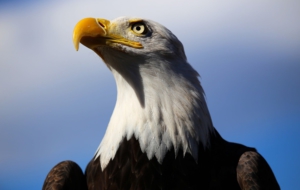 Bald Eagle Download Free Backgrounds HD