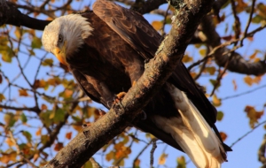 Bald Eagle Free Download