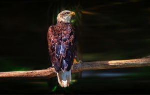 Bald Eagle Free HD Wallpapers