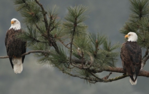 Bald Eagle HD Wallpaper