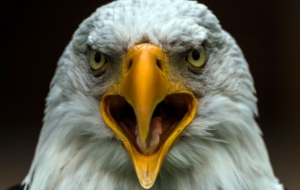 Bald Eagle High Definition