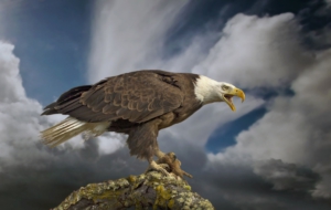 Bald Eagle For Desktop