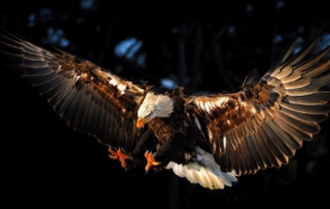 Bald Eagle Full HD