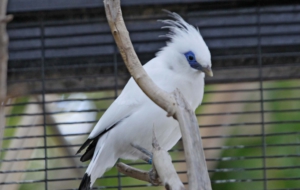 Bali Myna Background