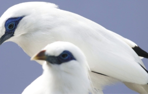 Bali Myna Computer Wallpaper