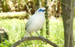 Bali Myna Desktop