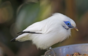 Bali Myna High Definition Wallpapers