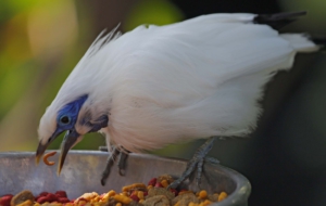 Bali Myna High Quality Wallpapers