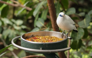 Bali Myna Pictures